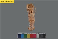 藏品(毛氏門螯寄居蟹)的圖片